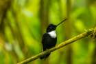 Ecuador-Guango. Collared Inca hummingbird close-up. Art Print